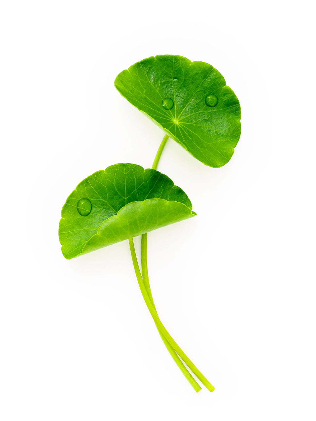 Centella asiatica leaves, a key ingredient in Haven foundation